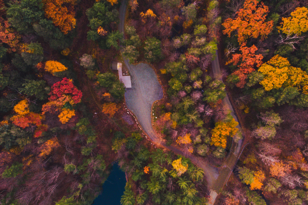 Fall Trees