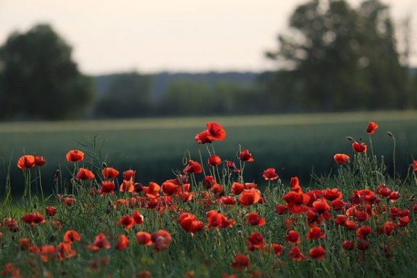 red-poppies-g305867b12_640