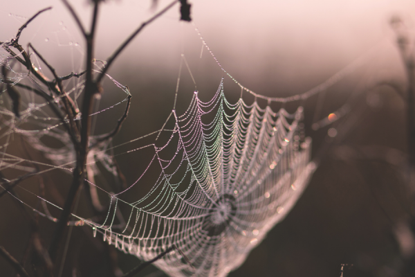 spider web (1)